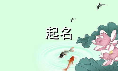 公猫起名的名字有哪些好听