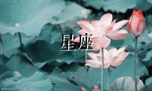 天蝎智商有多少个星座