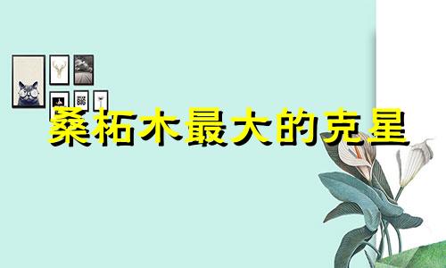 桑柘木最大的克星 桑柘木命大忌