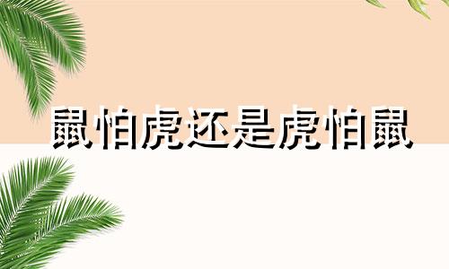 鼠怕虎还是虎怕鼠 属鼠会被什么生肖欺负