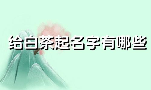 给白茶起名字有哪些
